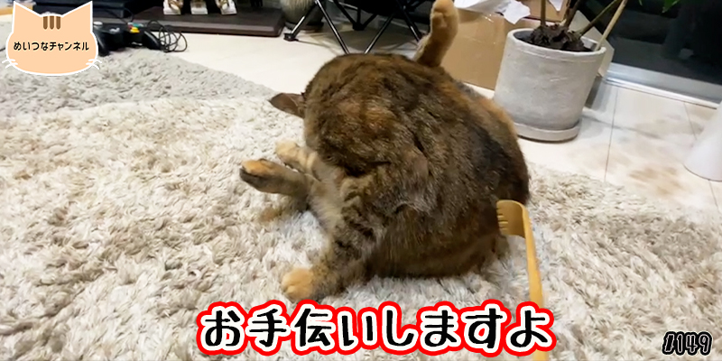 【ネコ】猫の癒しの日常 #149「お手伝いしますよ」