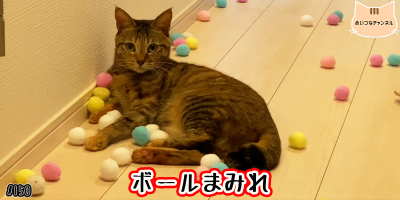 【ネコ】猫の癒しの日常 #150「ボールまみれ」