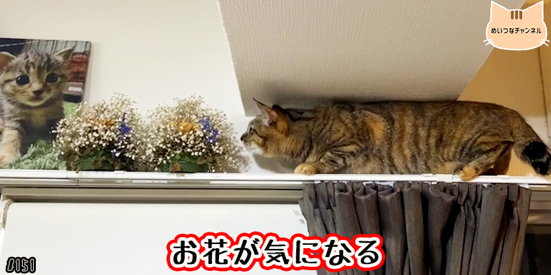 【ネコ】猫の癒しの日常 #151「お花が気になる」