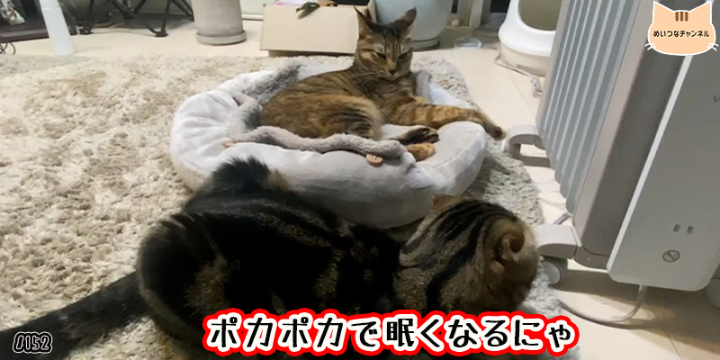 【ネコ】猫の癒しの日常 #152「ポカポカで眠くなるにゃ」