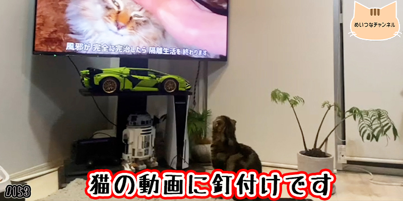 【ネコ】猫の癒しの日常 #153「猫の動画に釘付けです」