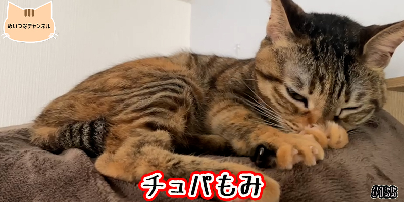 【ネコ】猫の癒しの日常 #155「チュパもみ」