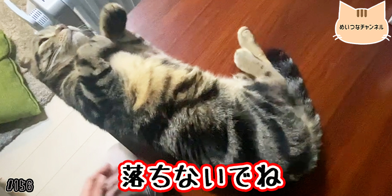 【ネコ】猫の癒しの日常 #156「落ちないでね」