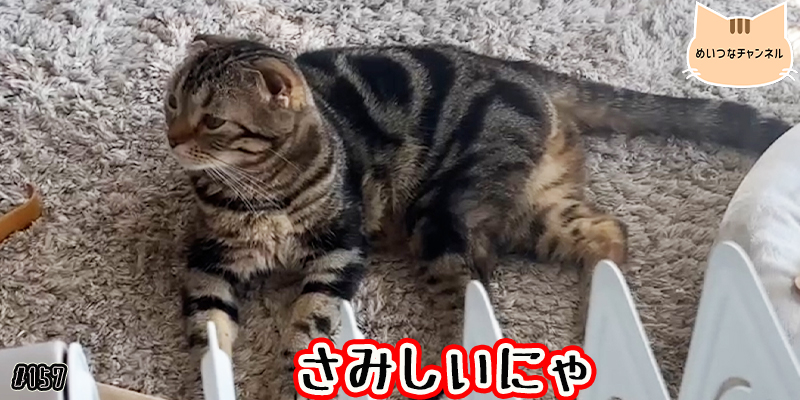 【ネコ】猫の癒しの日常 #157「さみしいにゃ」