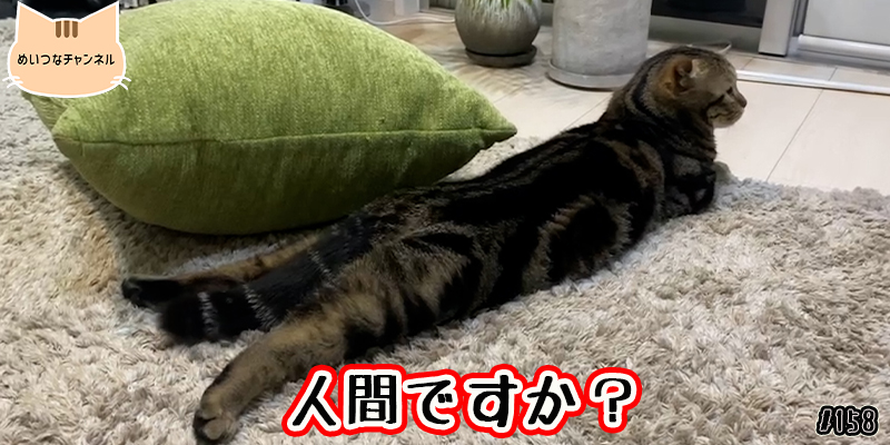 【ネコ】猫の癒しの日常 #158「人間ですか？」