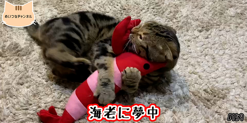 【ネコ】猫の癒しの日常 #159「海老に夢中」