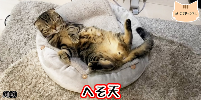 【ネコ】猫の癒しの日常 #160「へそ天」