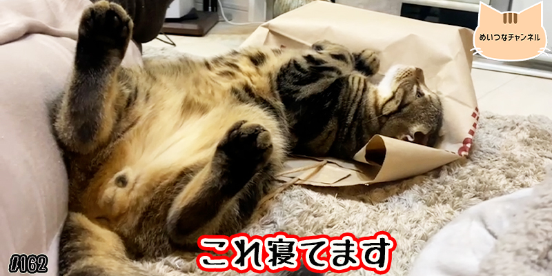 【ネコ】猫の癒しの日常 #162「これ寝てます」