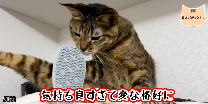 【ネコ】猫の癒しの日常 #163「気持ち良すぎて変な格好に」