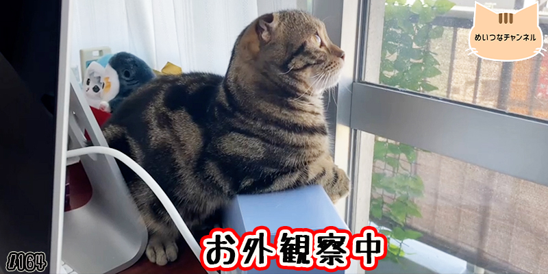 【ネコ】猫の癒しの日常 #164「お外観察中」