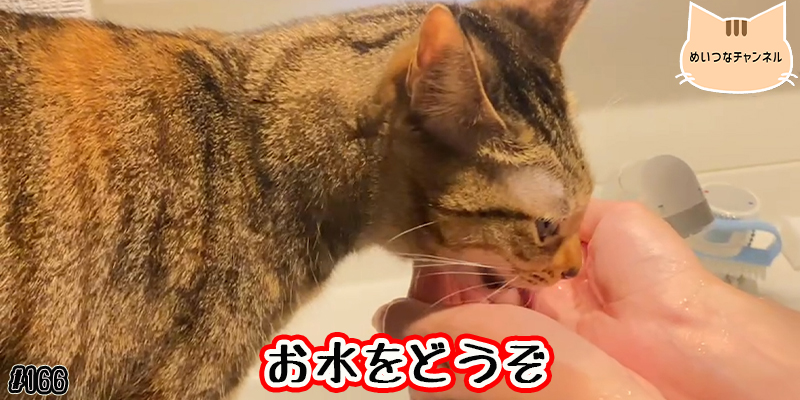 【ネコ】猫の癒しの日常 #166「お水をどうぞ」