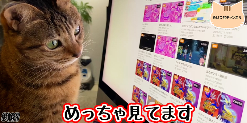 【ネコ】猫の癒しの日常 #167「めっちゃ見てます」