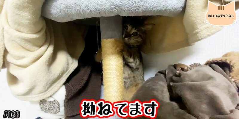 【ネコ】猫の癒しの日常 #168「拗ねてます」