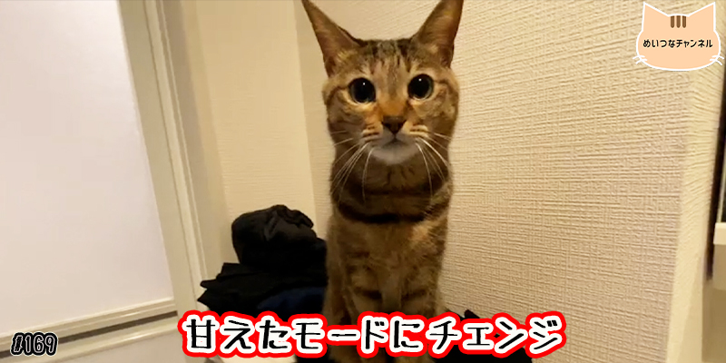 【ネコ】猫の癒しの日常 #169「甘えたモードにチェンジ」