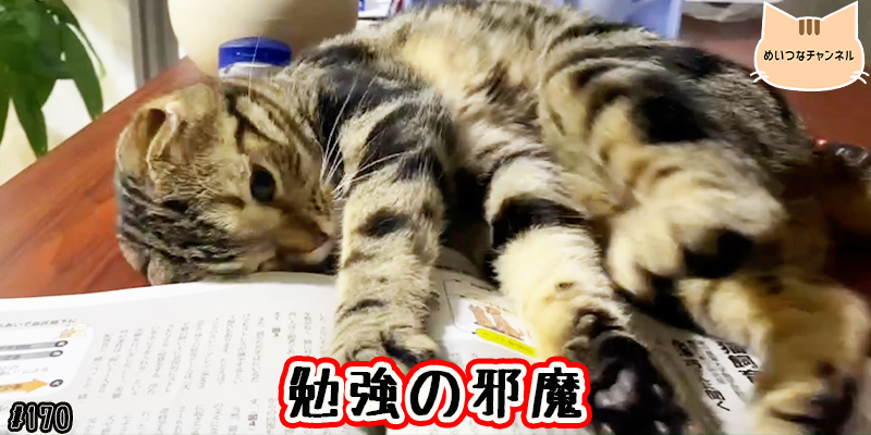 【ネコ】猫の癒しの日常 #170「勉強の邪魔」