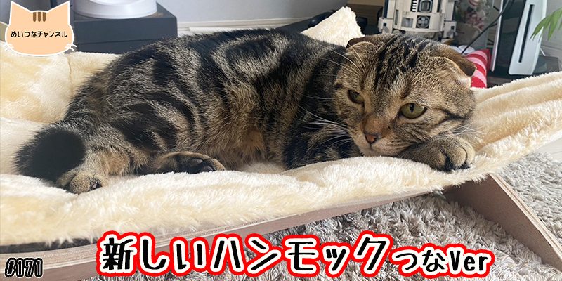 【ネコ】猫の癒しの日常 #171「新しいハンモック つなVer」