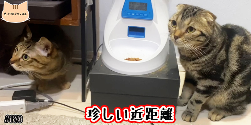 【ネコ】猫の癒しの日常 #173「珍しい近距離」