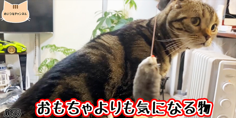 【ネコ】猫の癒しの日常 #174「おもちゃよりも気になる物」