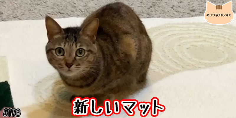 【ネコ】猫の癒しの日常 #176「新しいマット」