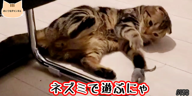 【ネコ】猫の癒しの日常 #178「ネズミで遊ぶにゃ」