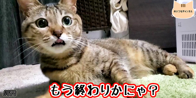 【ネコ】猫の癒しの日常 #179「もう終わりかにゃ？」