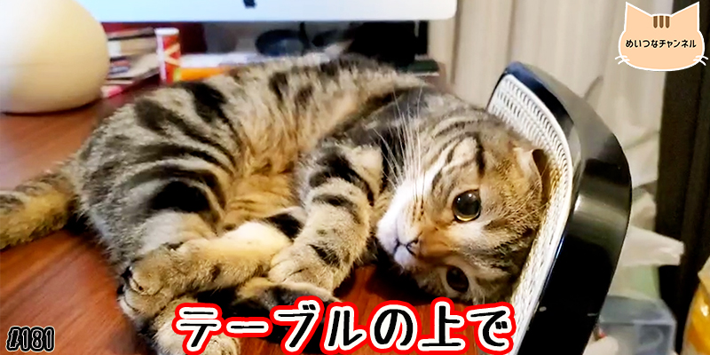 【ネコ】猫の癒しの日常 #181「テーブルの上で」