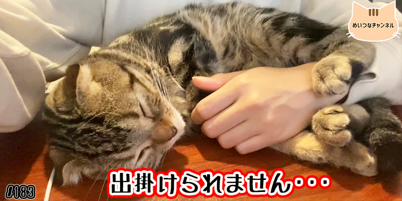 【ネコ】猫の癒しの日常 #183「出掛けられません･･･」