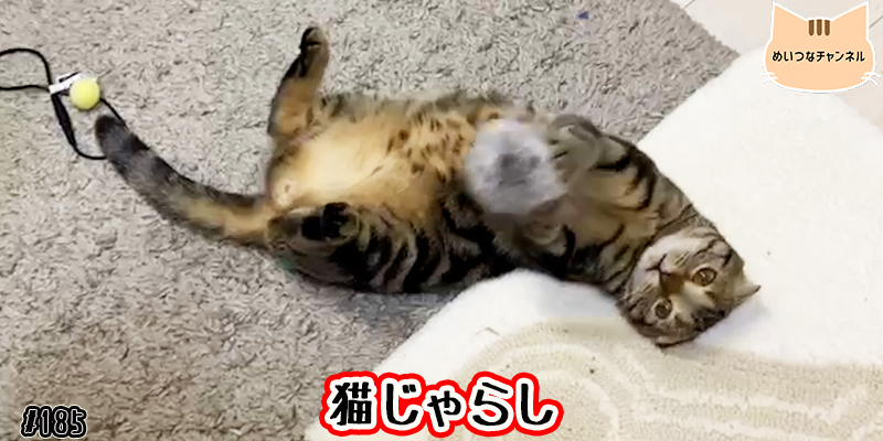 【ネコ】猫の癒しの日常 #185「猫じゃらし」