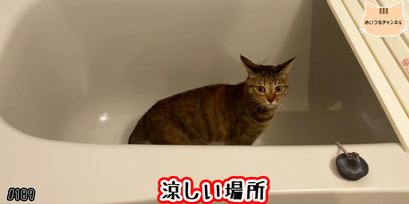 【ネコ】猫の癒しの日常 #189「涼しい場所」