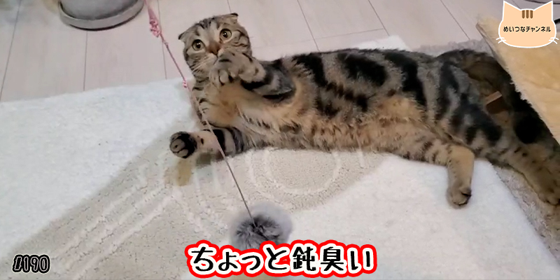 【ネコ】猫の癒しの日常 #190「ちょっと鈍臭い」