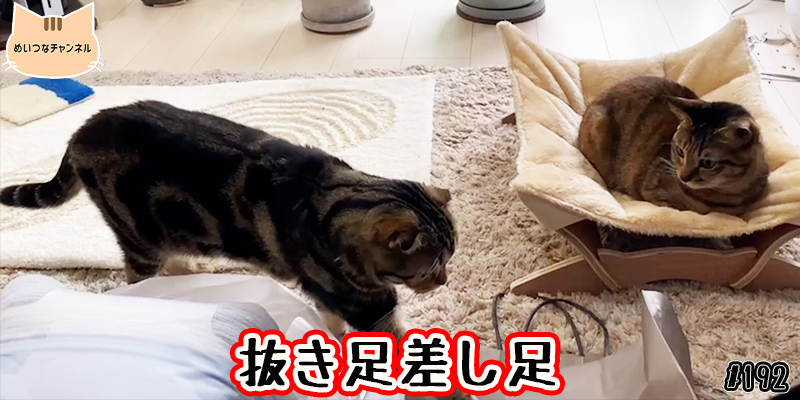 【ネコ】猫の癒しの日常 #192「抜き足差し足」