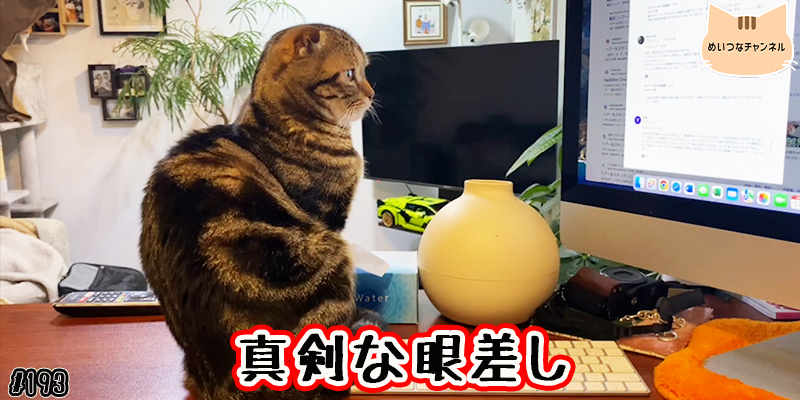 【ネコ】猫の癒しの日常 #193「真剣な眼差し」