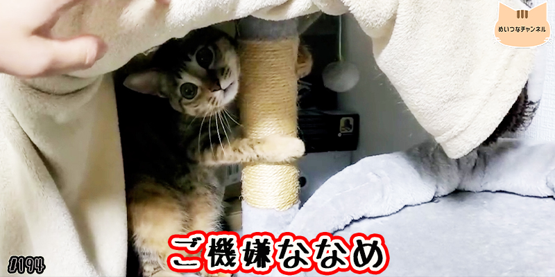 【ネコ】猫の癒しの日常 #194「ご機嫌ななめ」