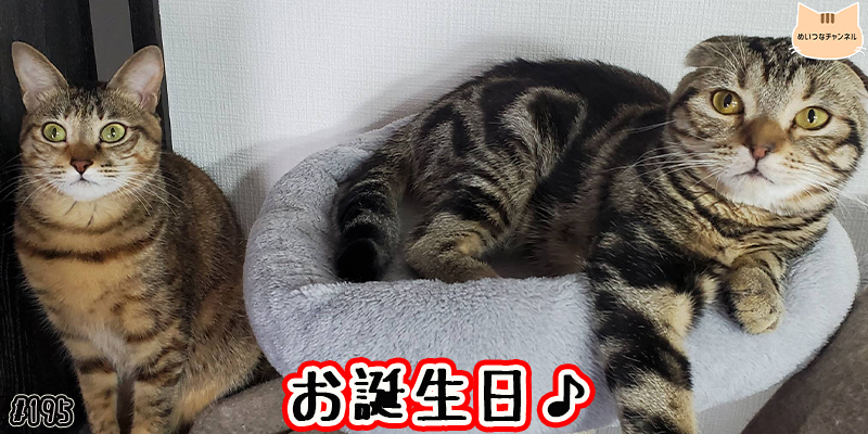 【ネコ】猫の癒しの日常 #195「お誕生日♪」