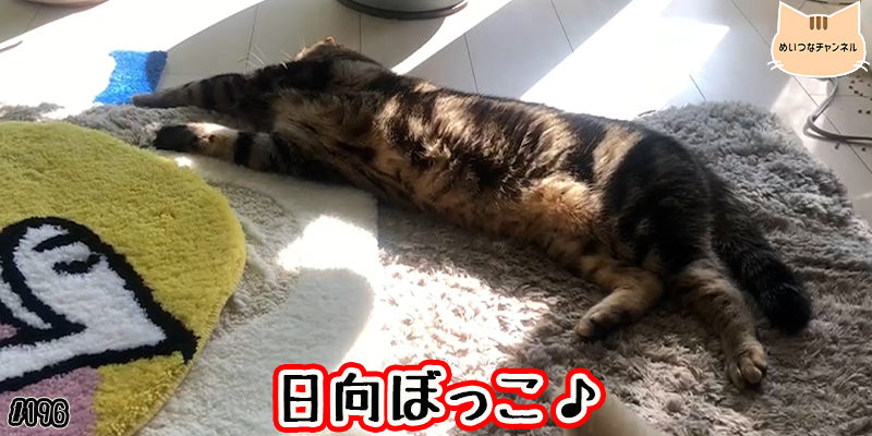 【ネコ】猫の癒しの日常 #196「日向ぼっこ♪」