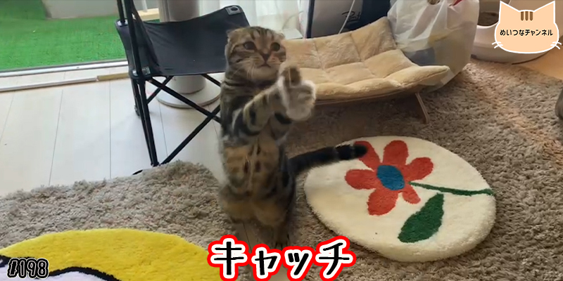 【ネコ】猫の癒しの日常 #198「キャッチ」