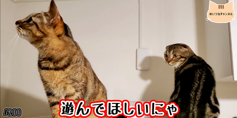 【ネコ】猫の癒しの日常 #200「遊んでほしいにゃ」