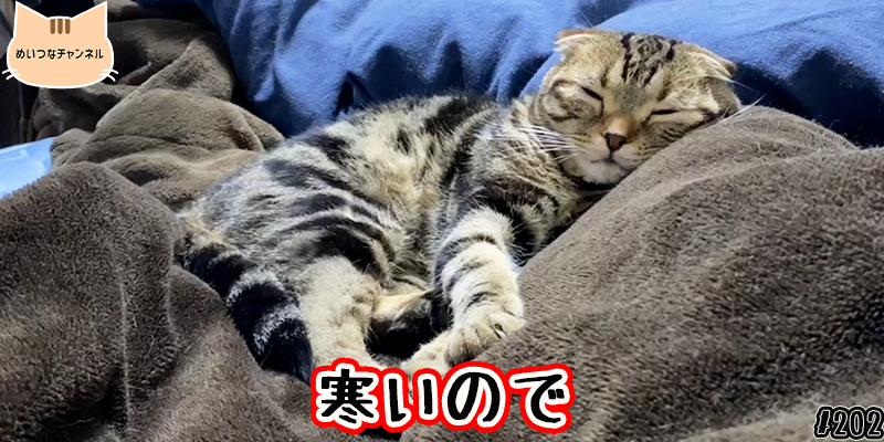 【ネコ】猫の癒しの日常 #202「寒いので」