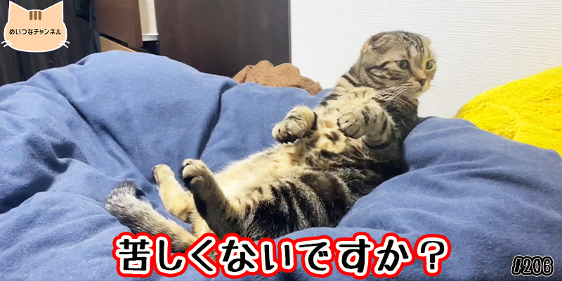 【ネコ】猫の癒しの日常 #206「苦しくないですか？」