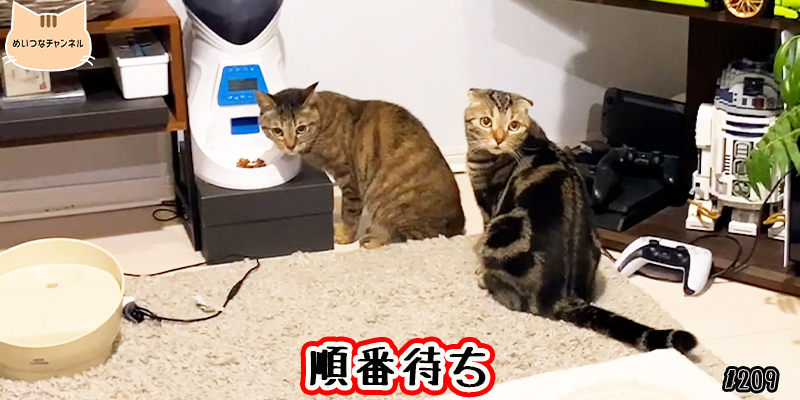 【ネコ】猫の癒しの日常 #209「順番待ち」