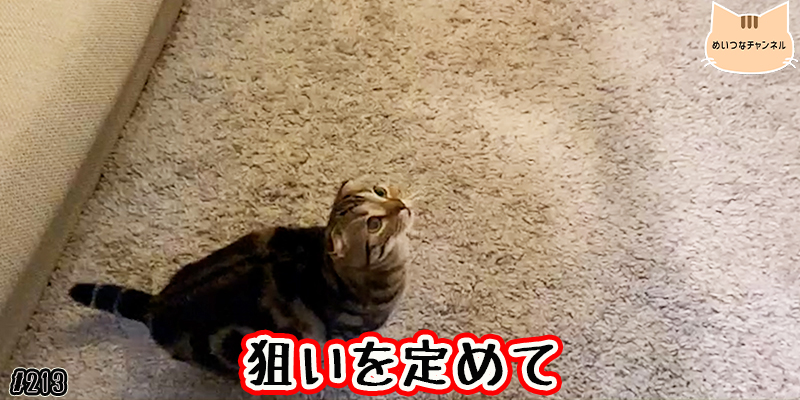 【ネコ】猫の癒しの日常 #213「狙いを定めて」