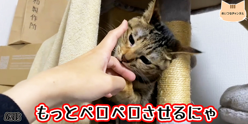 【ネコ】猫の癒しの日常  #215「もっとペロペロさせるにゃ」