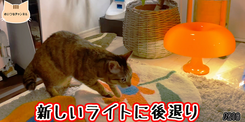 【ネコ】猫の癒しの日常 #216「新しいライトに後退り」