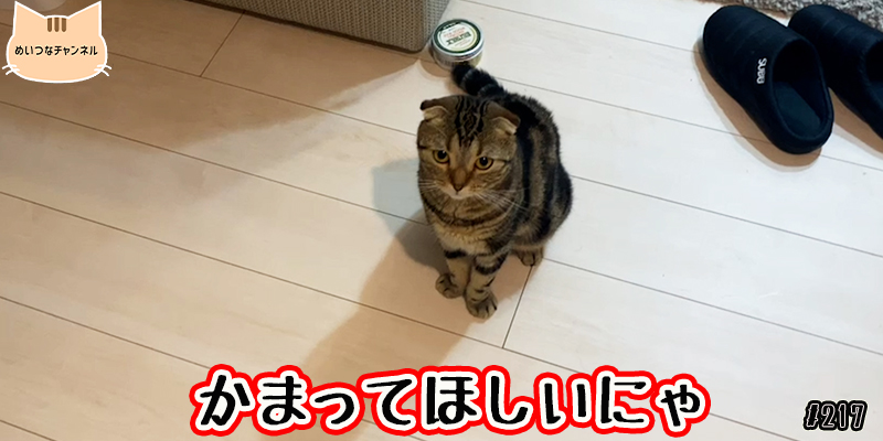 【ネコ】猫の癒しの日常 #217「かまってほしいにゃ」