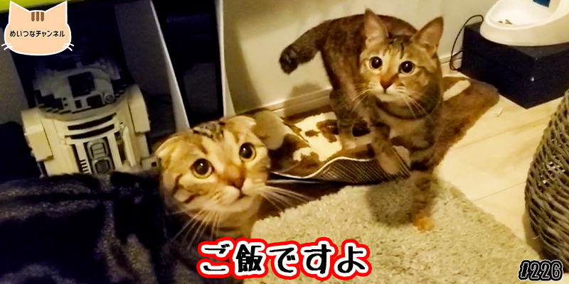 【ネコ】猫の癒しの日常 #226「ご飯ですよ」