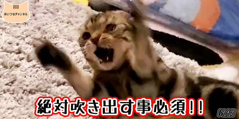 【ネコ】猫の癒しの日常 #227「絶対吹き出す事必須!!」