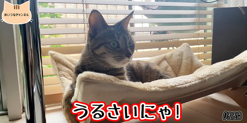 【ネコ】猫の癒しの日常 #228「うるさいにゃ!」