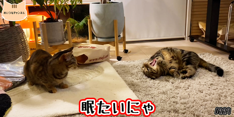 【ネコ】猫の癒しの日常 #229「眠たいにゃ」