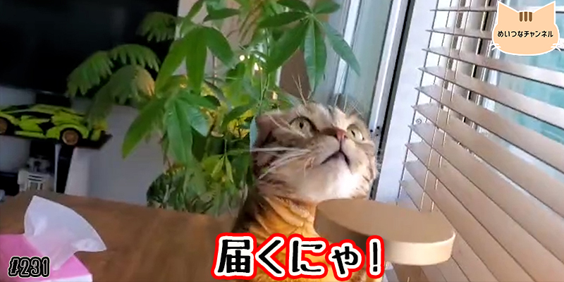 【ネコ】猫の癒しの日常 #231「届くにゃ!」