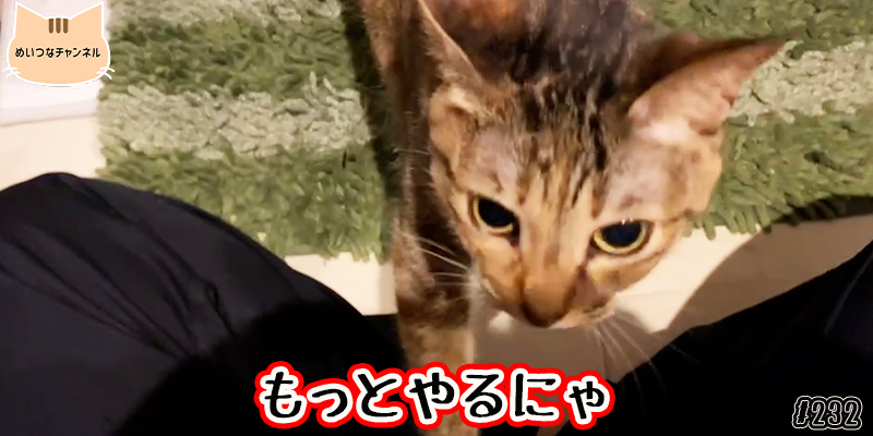 【ネコ】猫の癒しの日常 #232「もっとやるにゃ」